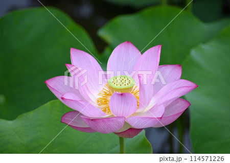 夏の朝の風景、清らかな蓮の花 114571226