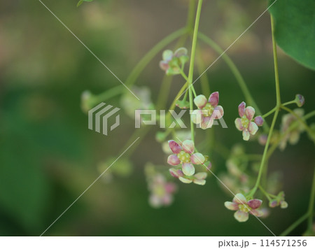 5月に咲いた清楚なツリバナソウの花 5月に咲いた清楚なツリバナソウの花 114571256