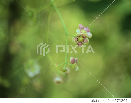 5月に咲いた清楚なツリバナソウの花 5月に咲いた清楚なツリバナソウの花 114571261