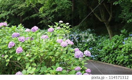 梅雨の晴れ間に咲く紫陽花 114571312