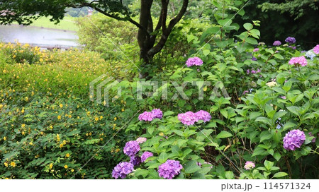 池のほとりに咲く紫陽花 池のほとりに咲く紫陽花 114571324