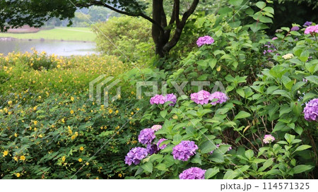 池のほとりに咲く紫陽花 池のほとりに咲く紫陽花 114571325