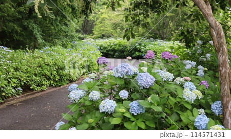公園に咲く紫陽花 公園に咲く紫陽花 114571431