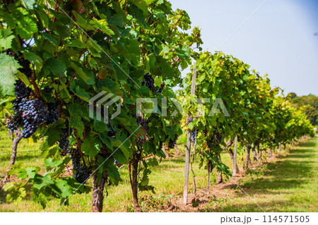 イギリスのロンドン郊外にあるボックスヒルのブドウ畑 114571505
