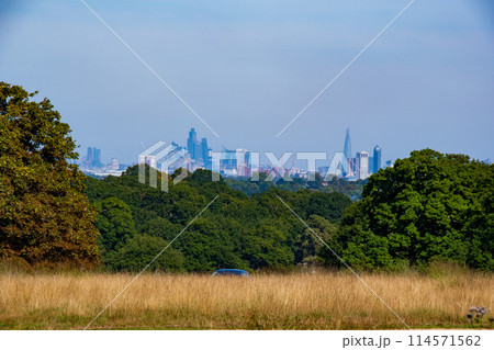 イギリスの郊外の景色のリッチモンドパークの景色 114571562