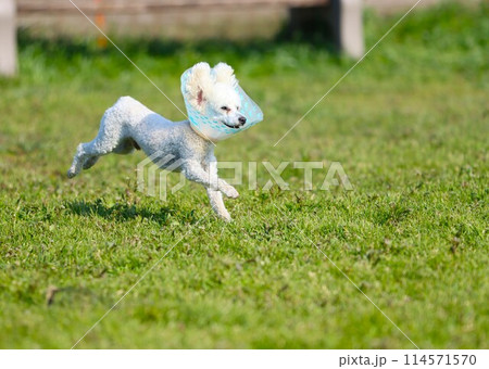 エリザベスカラーを付けてリハビリするトイプードルのベイリー君♡ 114571570