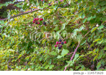 イギリスの郊外のきれいな街並みの残るコッツウォルズの景色 イギリスの郊外のきれいな街並みの残るコッツウォルズの景色 114571620