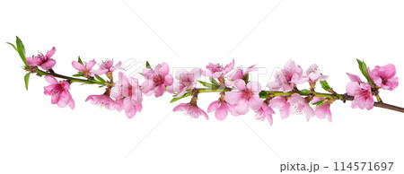 Peach flowers isolated on white background. Nectarine branch with pink flowers. 114571697