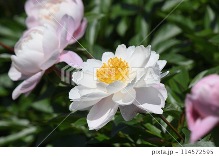 シャクヤク(酔胭脂) シャクヤク(酔胭脂) 114572595