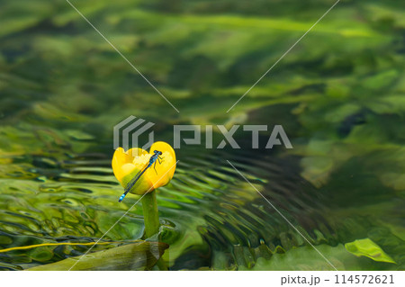 コウホネにとまるクロイトトンボ コウホネにとまるクロイトトンボ 114572621