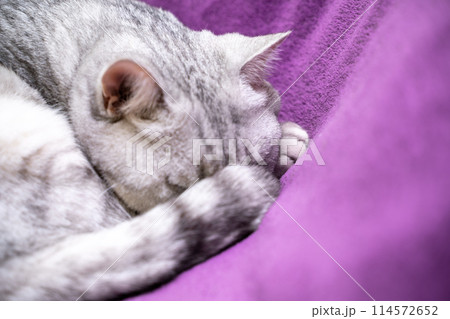 scottish straight cat is sleeping. Close-up of a sleeping cat muzzle, eyes closed. Against the background of a purple blanket. Favorite Pets, cat food. scottish straight cat is sleeping. Close-up of a sleeping cat muzzle, eyes closed. Against the background of a purple blanket. Favorite Pets, cat food. 114572652