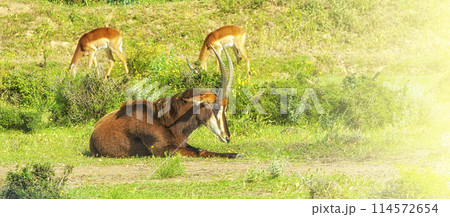 Wild Impala antelope on an Safari park, France Wild Impala antelope on an Safari park, France 114572654
