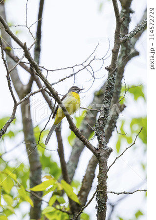 木の枝にとまったキセキレイ 黄鶺鴒 114572729