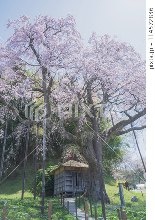 福島　紅枝垂地蔵桜（郡山市） 114572836
