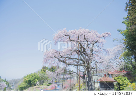 福島 紅枝垂地蔵桜(郡山市) 福島 紅枝垂地蔵桜(郡山市) 114572837