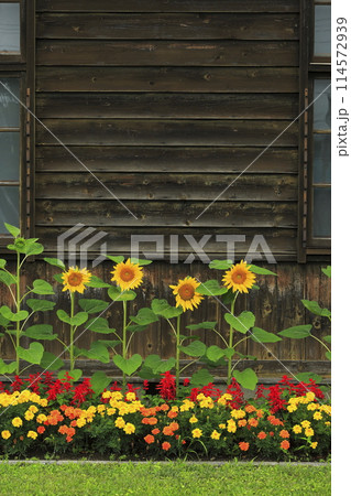 北海道共和町のかかし古里館の向日葵 114572939