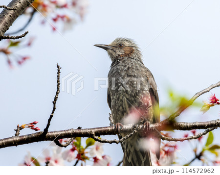 桜にとまるヒヨドリ 114572962