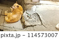疲れた犬 114573007