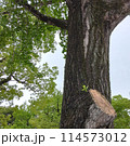 大きな木 114573012