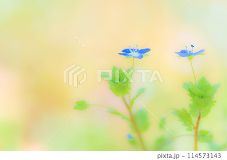 春先に咲く満開のオオイヌノフグリ　山野草の春イメージ 114573143