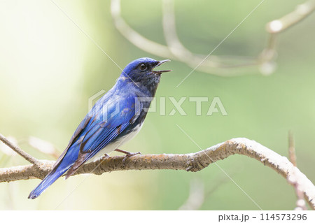 木の枝でさえずる青い鳥オオルリの雄 114573296