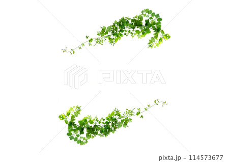 leaf vine isolates on a white background 114573677