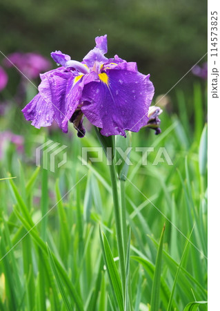 雨に濡れる花菖蒲 114573825