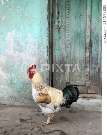 free range rooster standing by wooden door in the farm 114573889