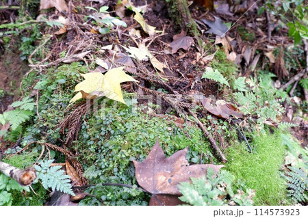 紅葉の山 紅葉の山 114573923