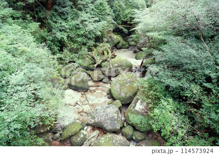 緑の苔の風景 114573924