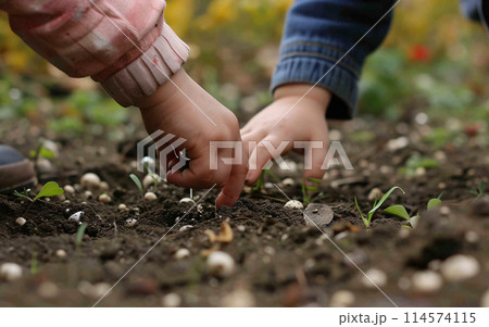 Close up of children hands planting plants in the soil, gardening in the backyard, childhood in the village or on the farm 114574115
