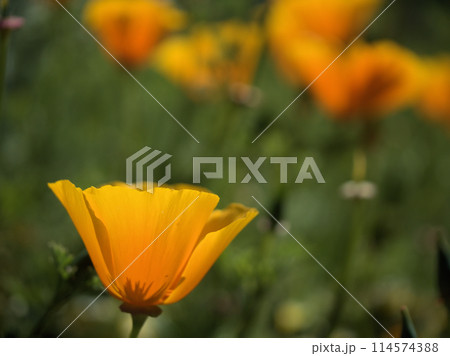 5月に咲いたオレンジ色のカルフォルニアポピー 5月に咲いたオレンジ色のカルフォルニアポピー 114574388