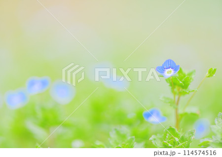 春先に咲く満開のオオイヌノフグリ　山野草の春イメージ 114574516