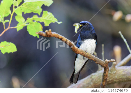 木の枝で食事するオオルリ成鳥雄 114574679