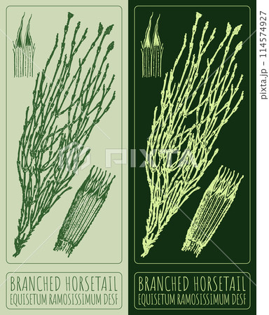 Vector drawing BRANCHED HORSETAIL. Hand drawn illustration. The Latin name is EQUISETUM RAMOSISSIMUM DESF Vector drawing BRANCHED HORSETAIL. Hand drawn illustration. The Latin name is EQUISETUM RAMOSISSIMUM DESF 114574927