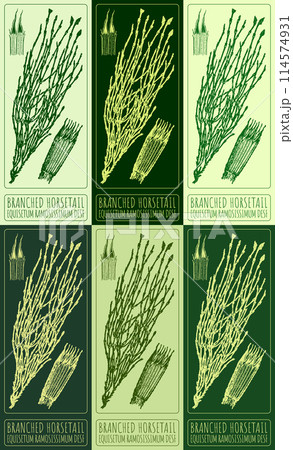 Set of vector drawing BRANCHED HORSETAIL in various colors. Hand drawn illustration. The Latin name is EQUISETUM RAMOSISSIMUM DESF. 114574931