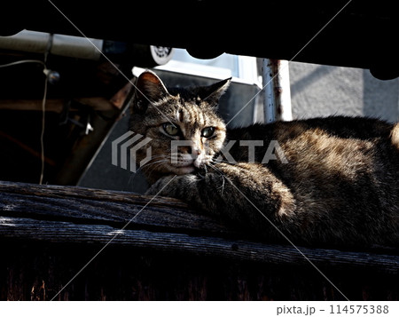 尾道の猫 尾道の猫 114575388