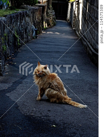 尾道の猫 114575389