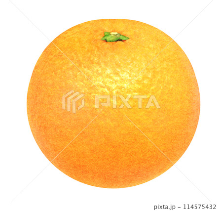 新鮮なオレンジの手描きイラスト　季節のみずみずしい果物の素材 114575432