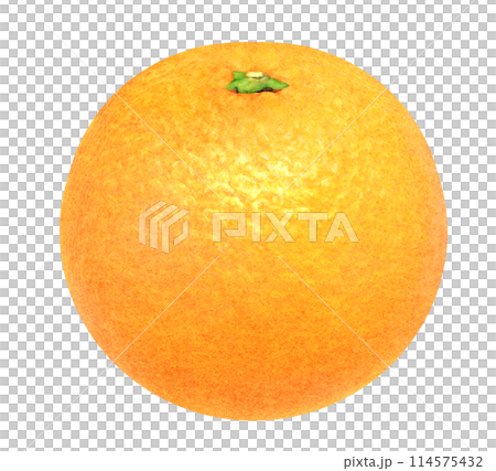 新鮮なオレンジの手描きイラスト　季節のみずみずしい果物の素材 114575432