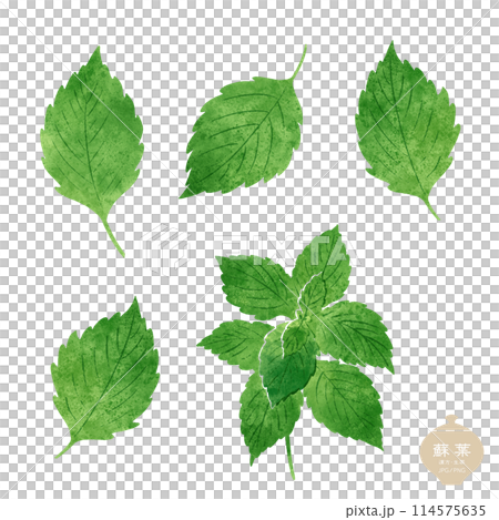 Illustration of herbal medicine / Green shiso Illustration of herbal medicine / Green shiso 114575635