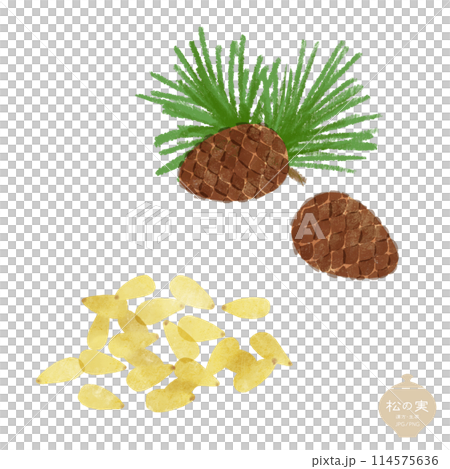 草本插圖/松果和乾松子 草本插圖/松果和乾松子 114575636