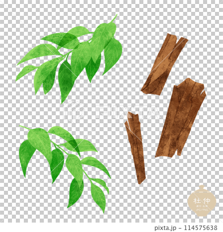 草藥/杜楚枝葉和乾燥樹皮插圖 114575638