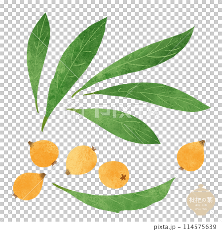 生藥圖/枇杷葉和果實 生藥圖/枇杷葉和果實 114575639