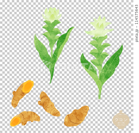 生藥/薑黃花和根的插圖 114575643