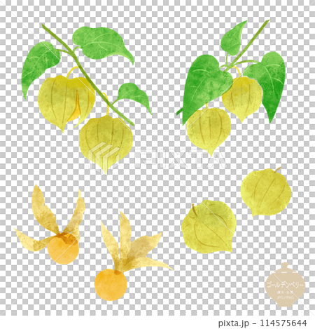 生薬のイラスト/ ゴールデンベリー・食用ほおずきの実 114575644