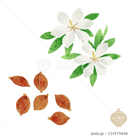 生薬のイラスト/ サンシシ （山梔子）の花と果実 114575646