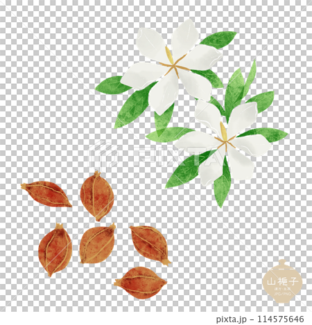 Illustration of herbal medicine / Flowers and fruits of Gardenia japonica 114575646