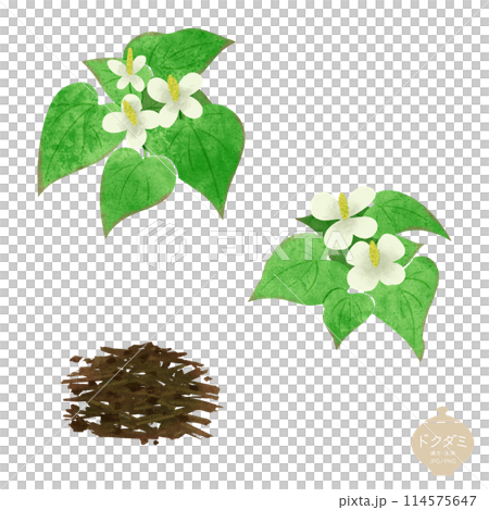 Illustration of herbal medicine / Dokudami (Hokudami) flowers and tea leaves 114575647