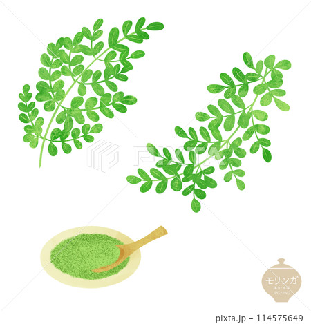 生薬のイラスト/ モリンガの葉と粉末 114575649